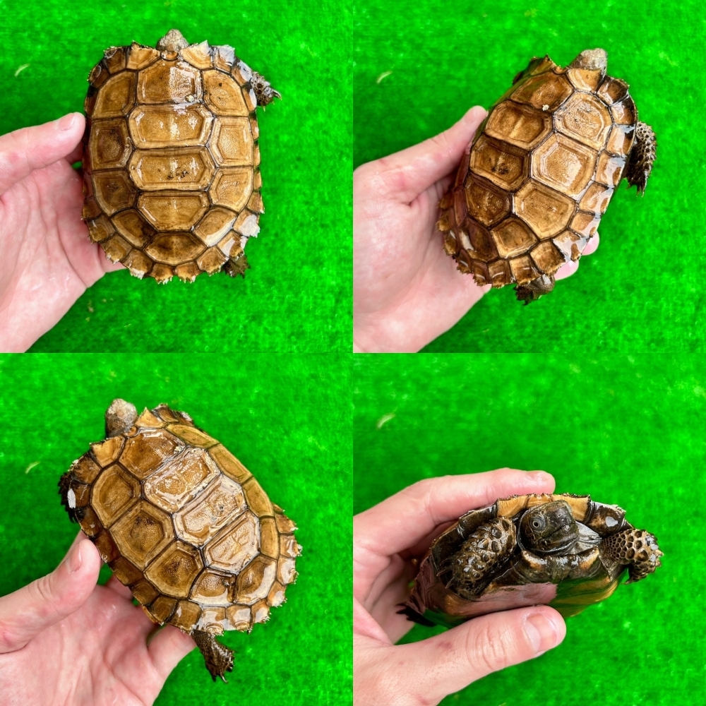 黑靴陸龜