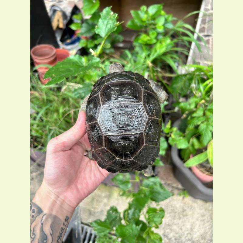 亞達伯拉象龜 
