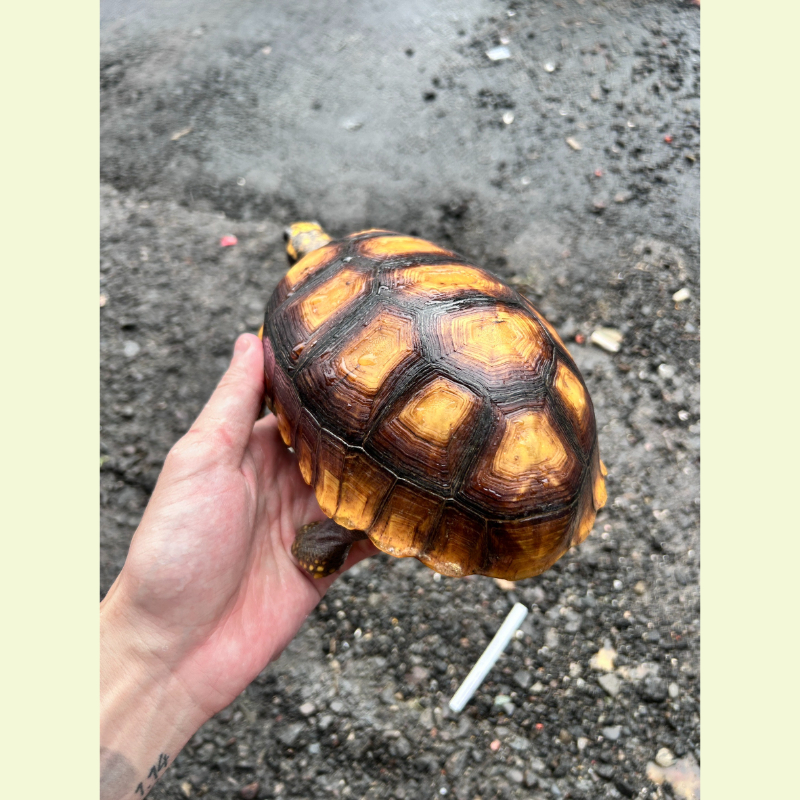 祕魯黃腿