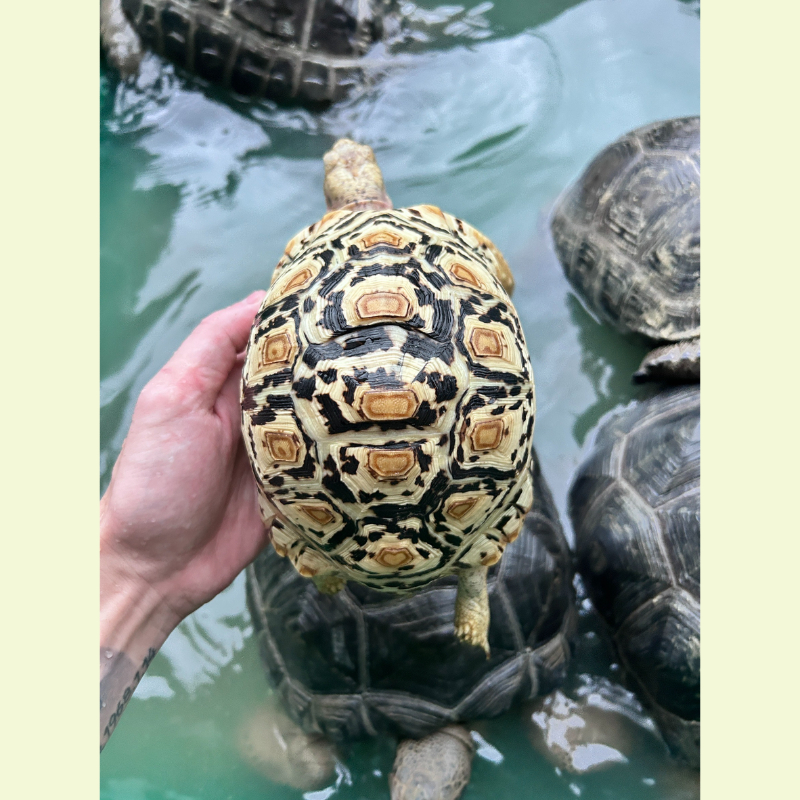 東非豹紋陸龜