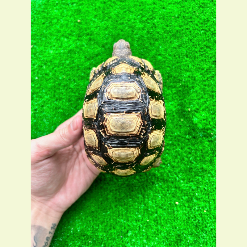 豹紋陸龜