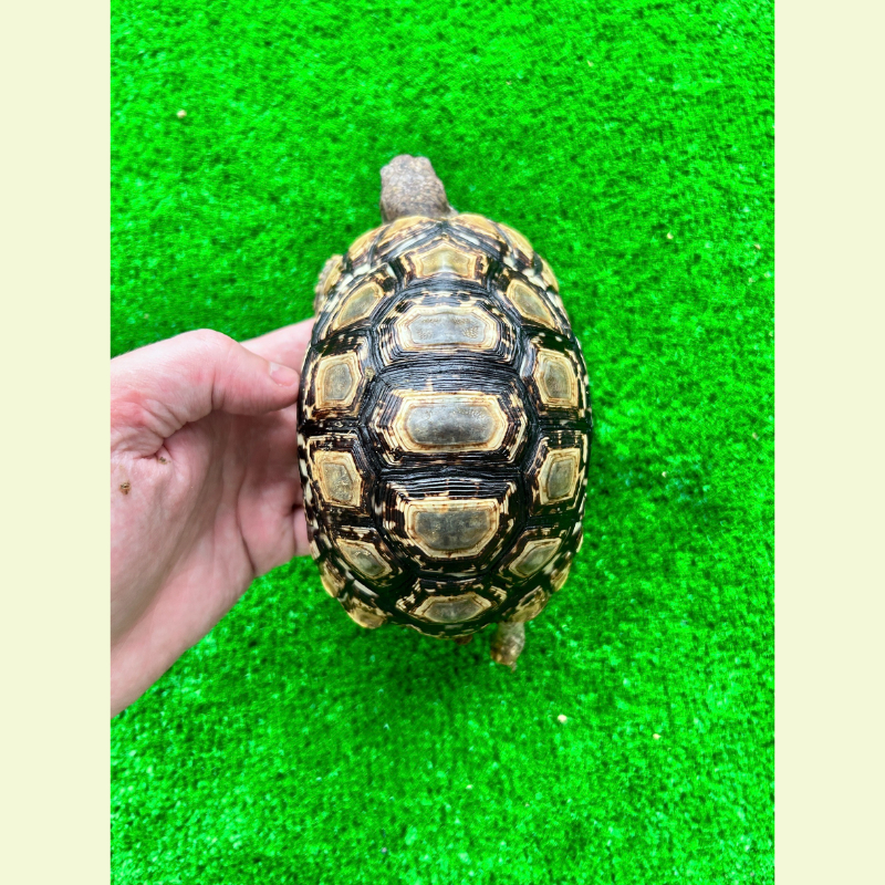 豹紋陸龜