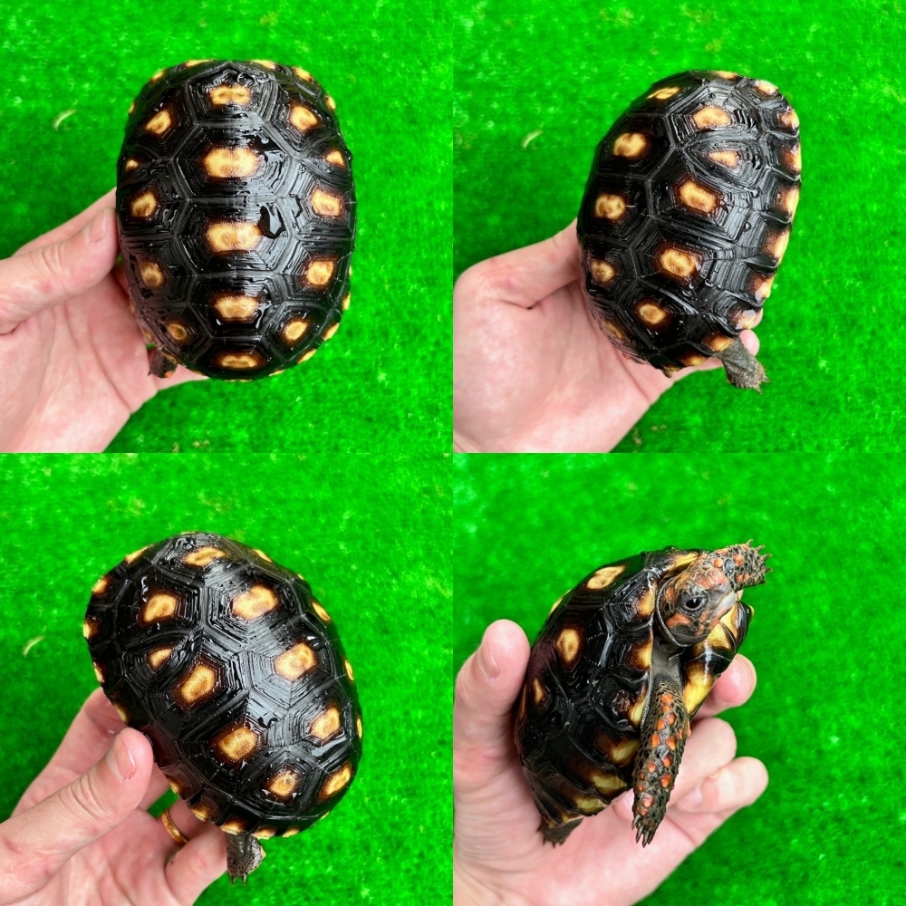 櫻桃紅腿象龜