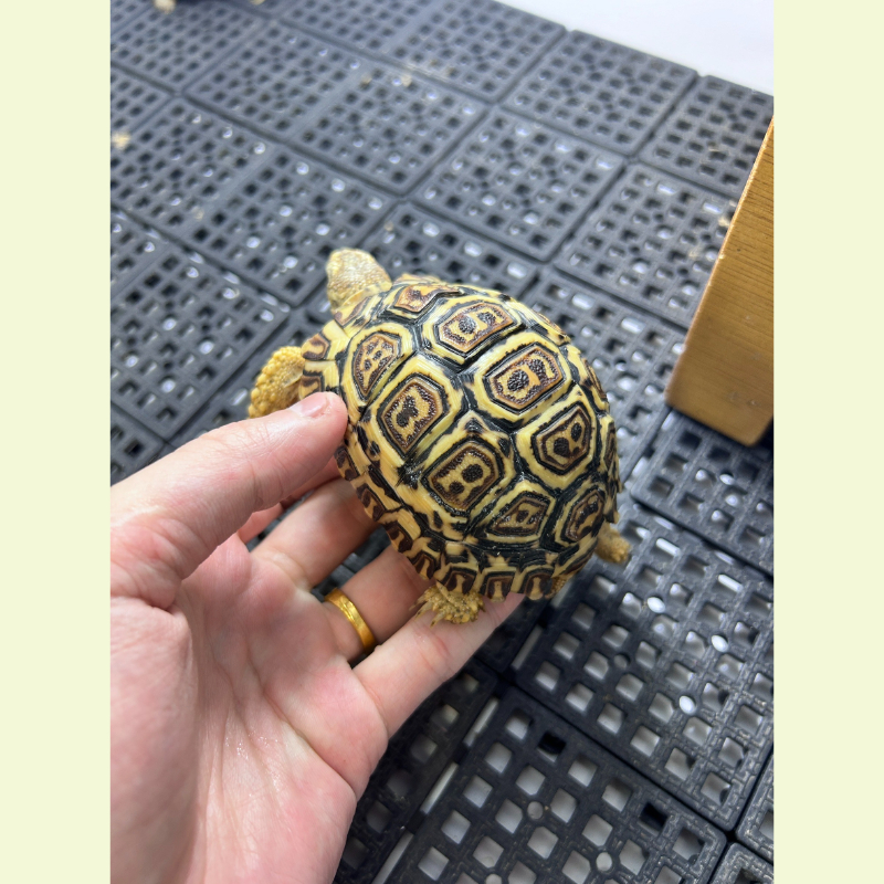 西非豹紋陸龜