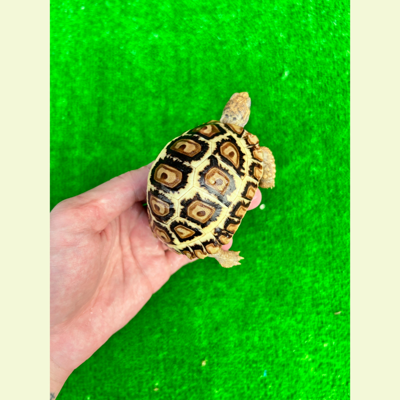 肯亞豹紋陸龜