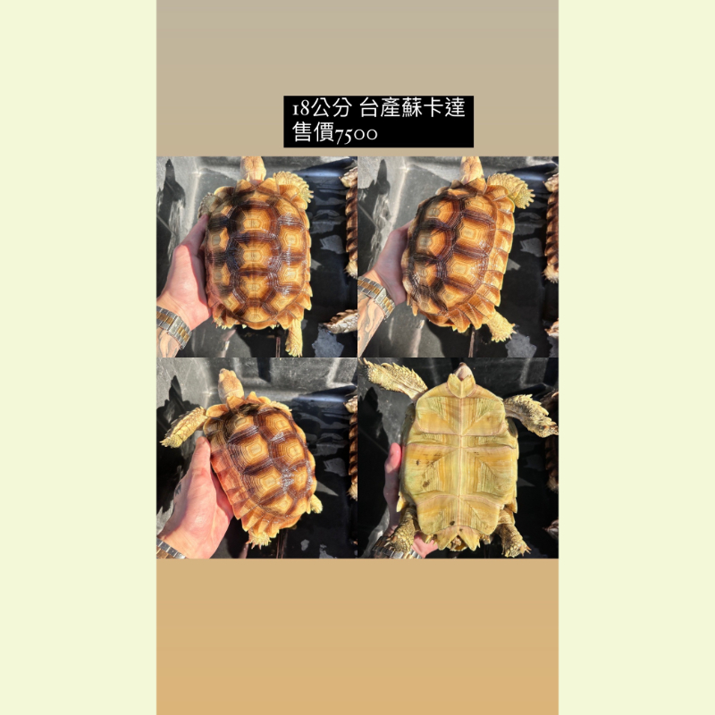 蘇卡達象龜