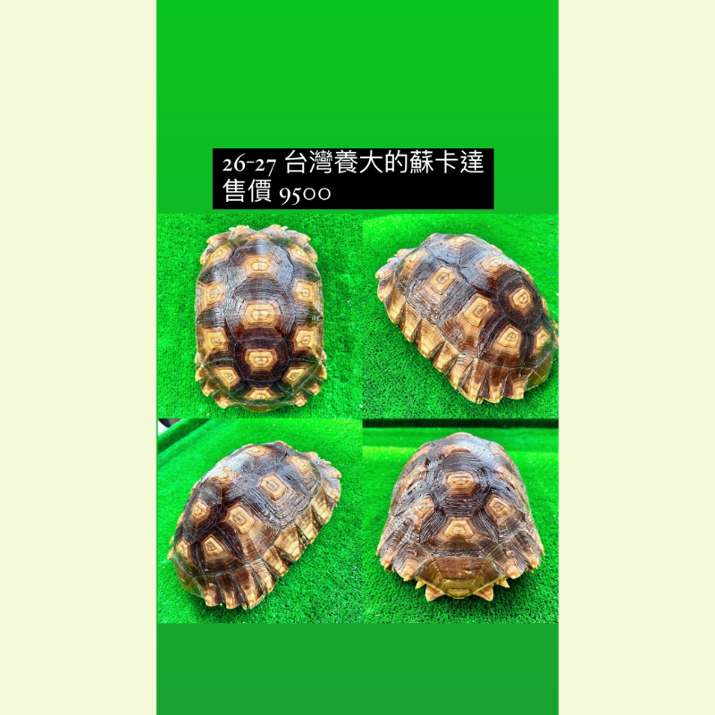 蘇卡達象龜