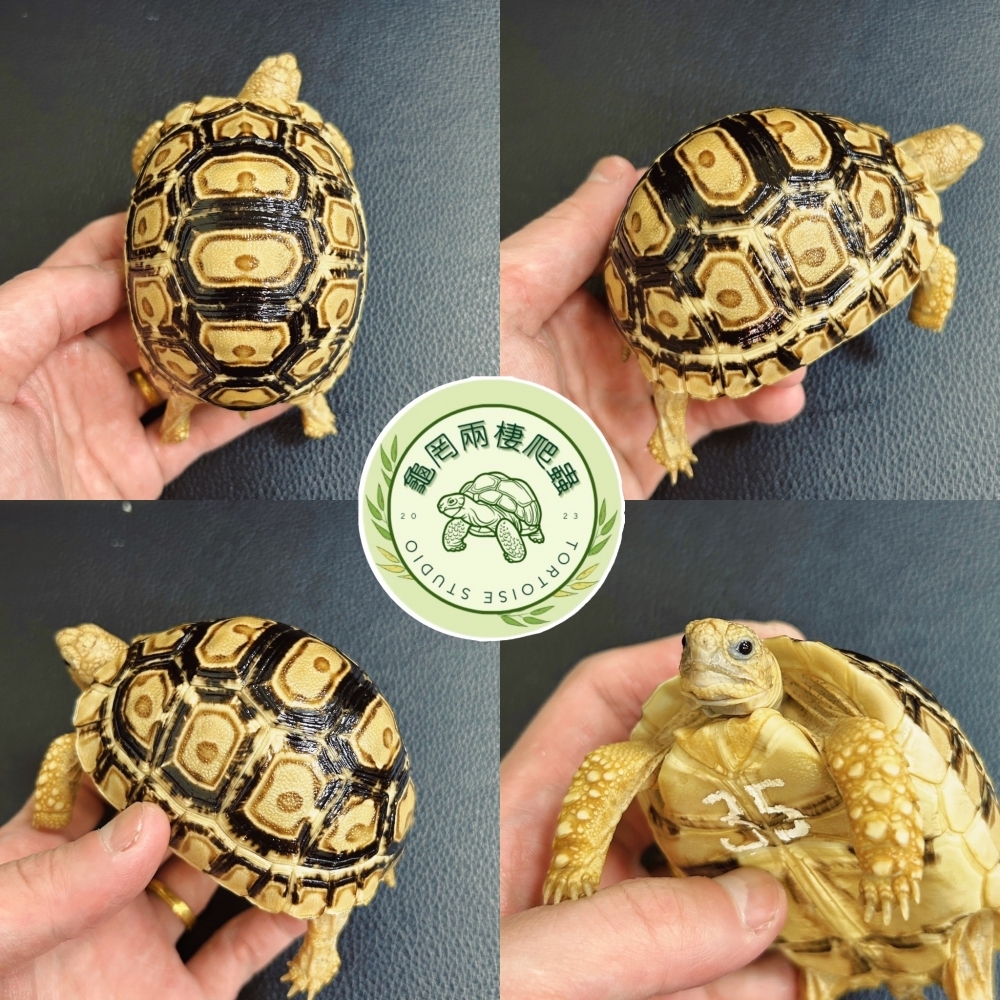 衣索比亞巨型豹龜