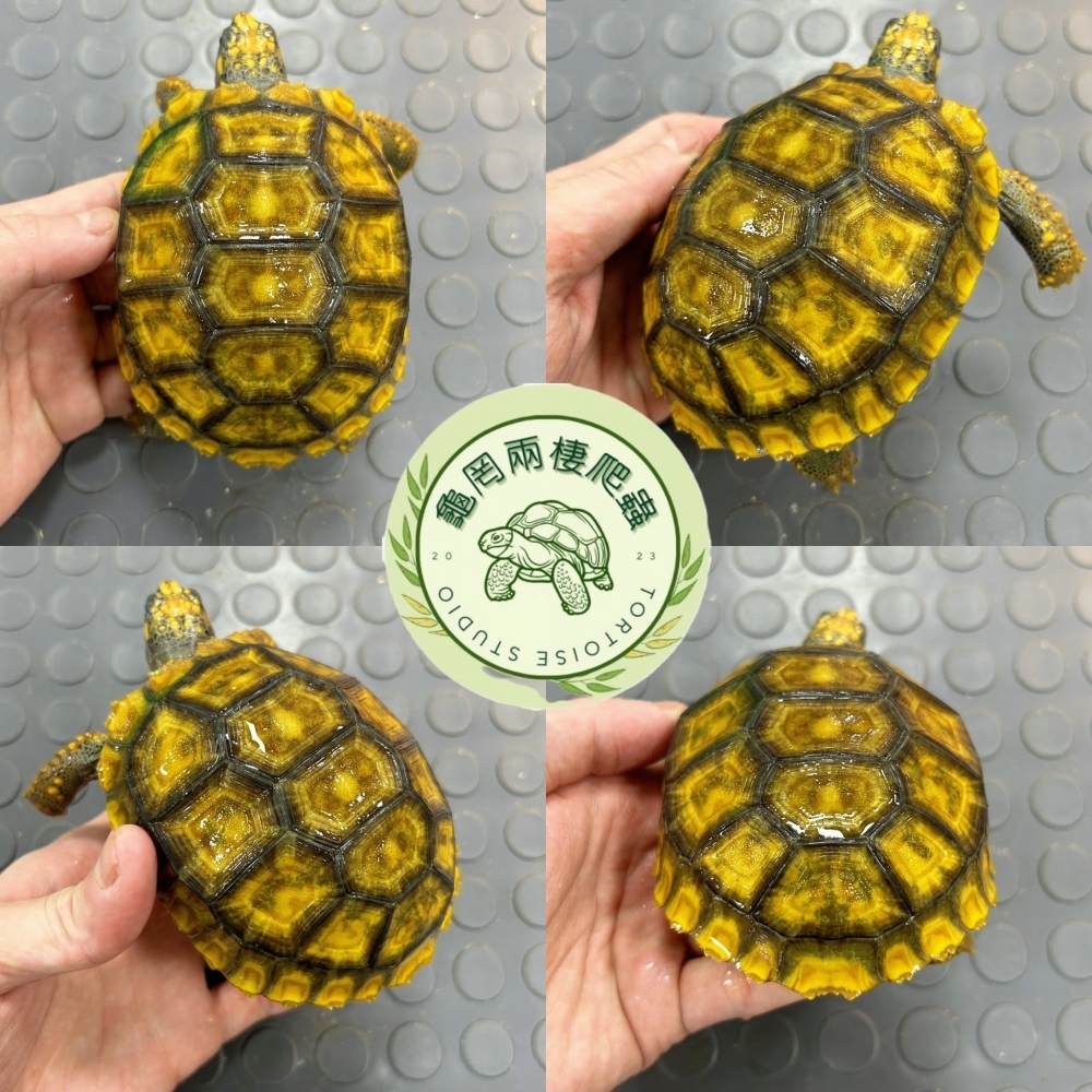黃腿象龜
