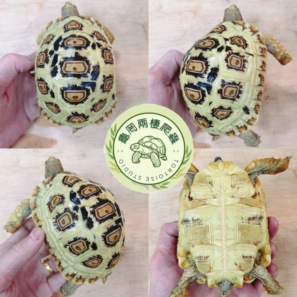 豹紋陸龜