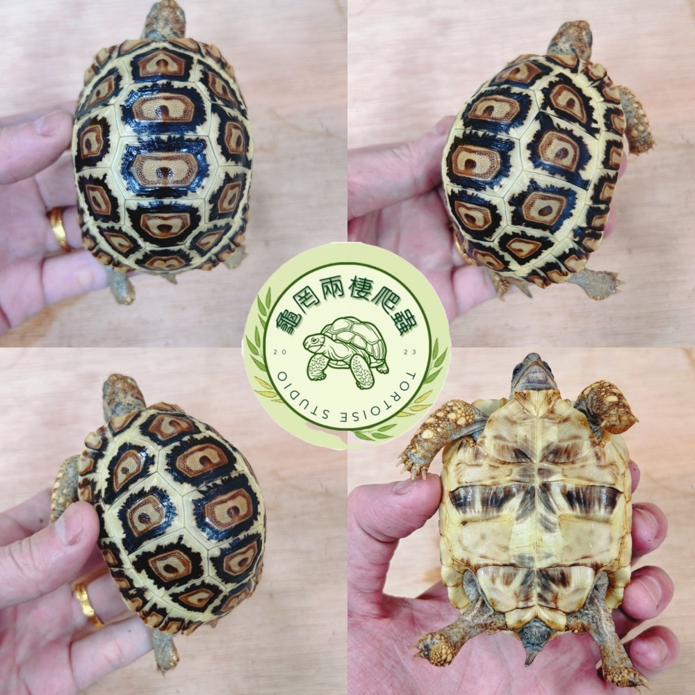 豹紋陸龜