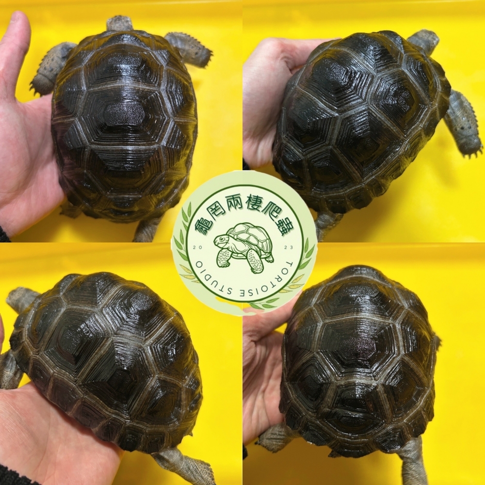 亞達伯拉