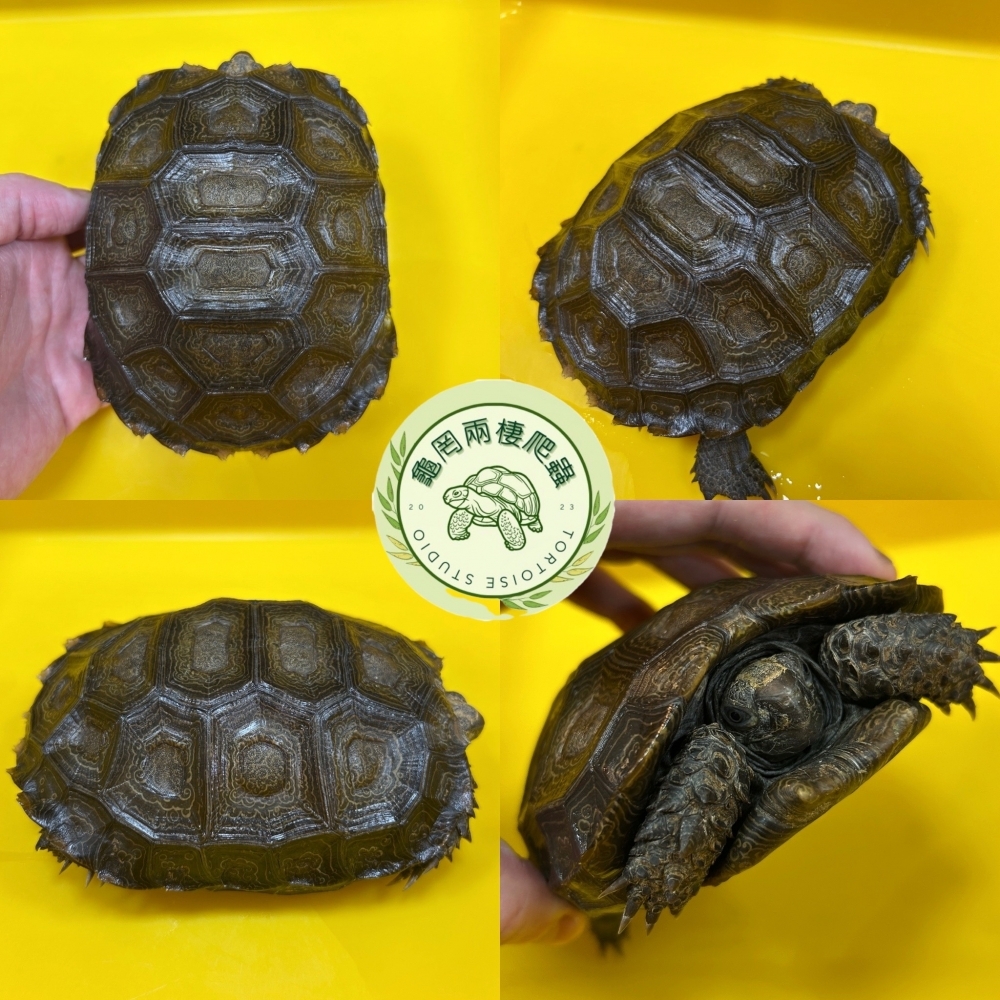 黑靴陸龜