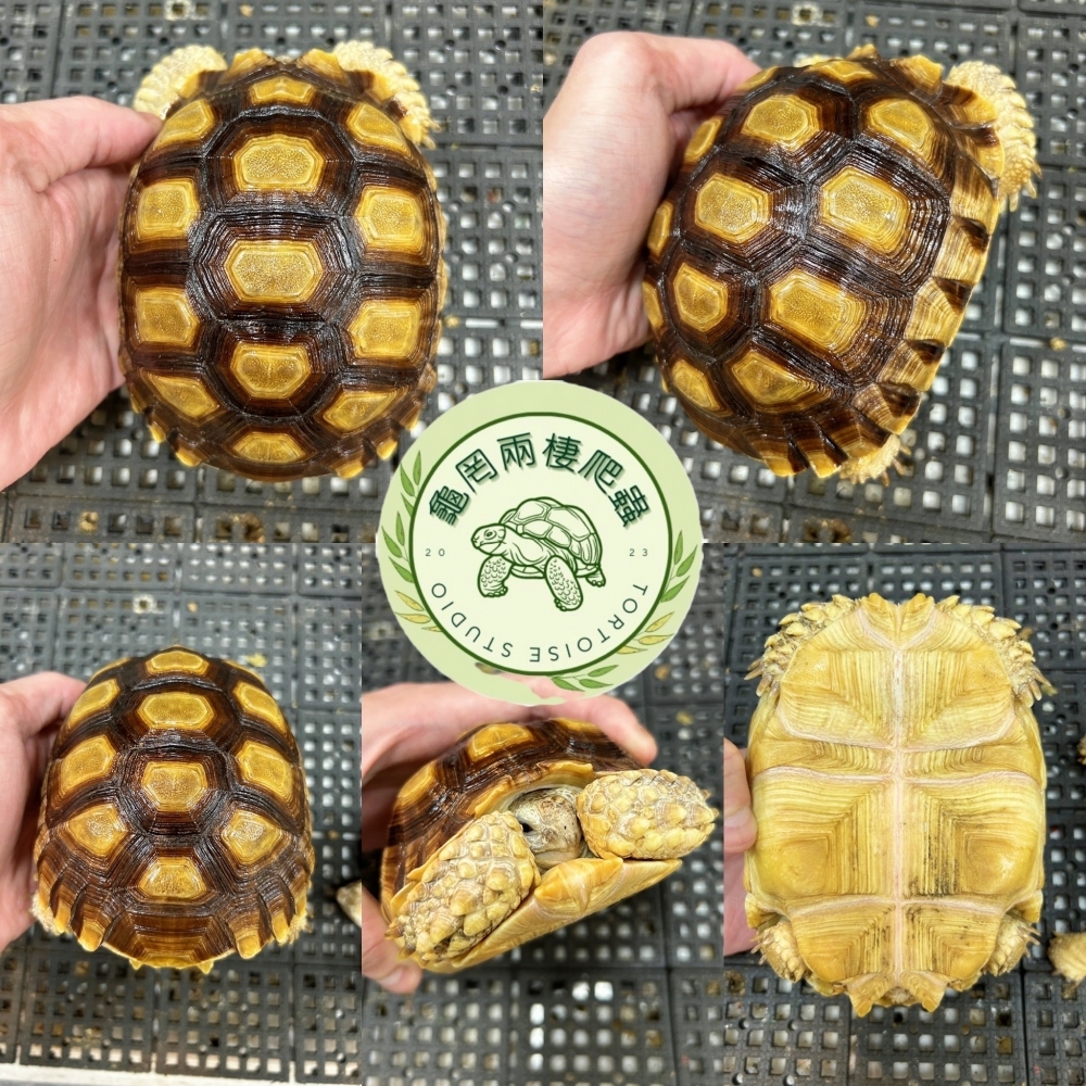 蘇卡達象龜