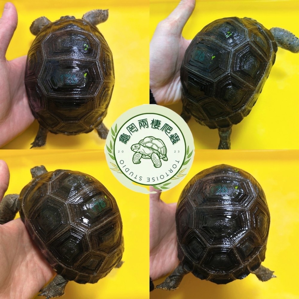亞達伯拉