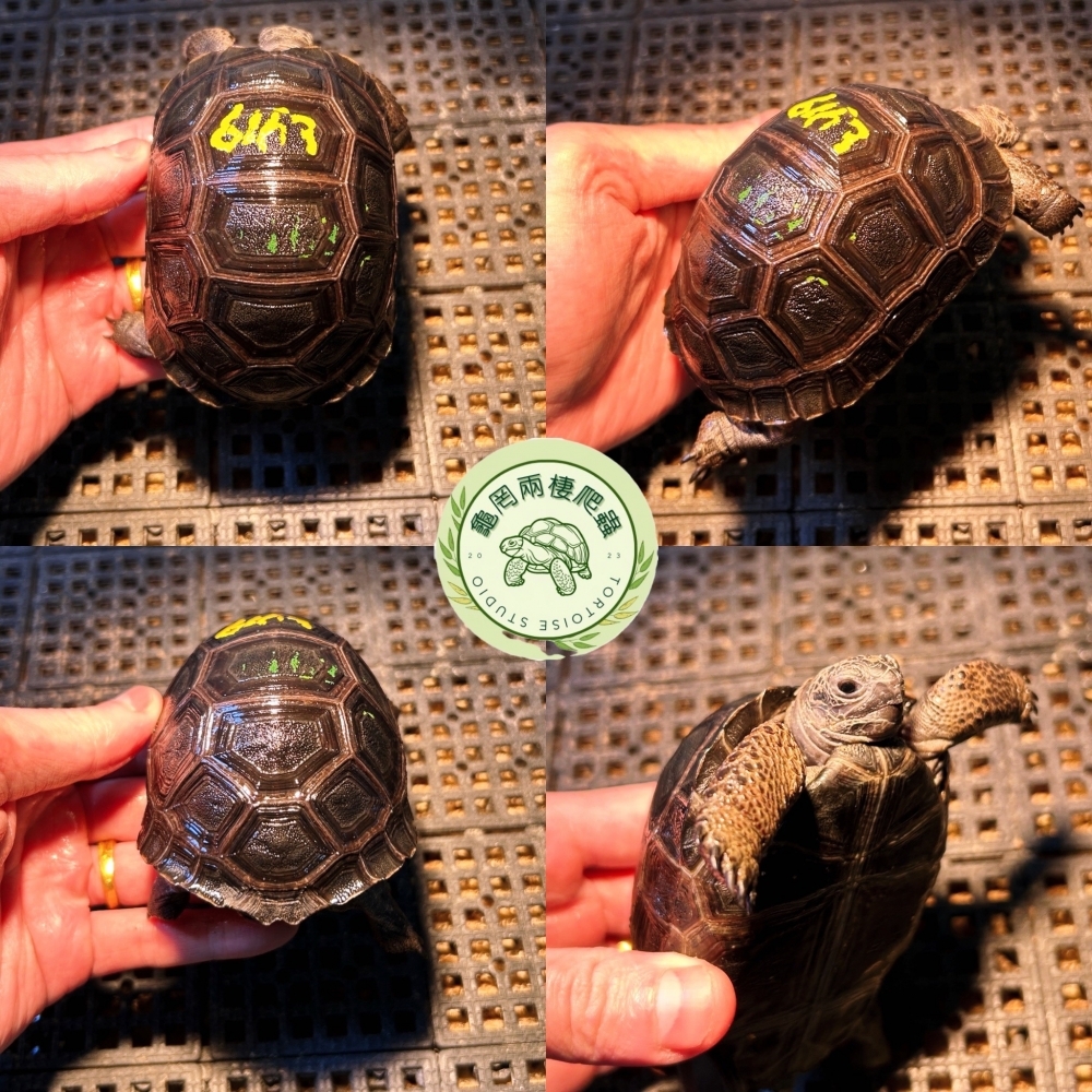 亞達伯拉