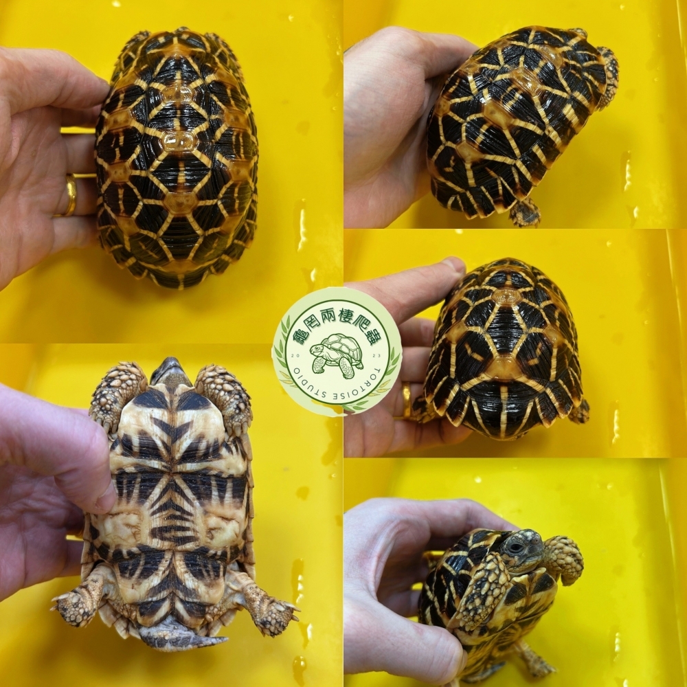 印度星龜
