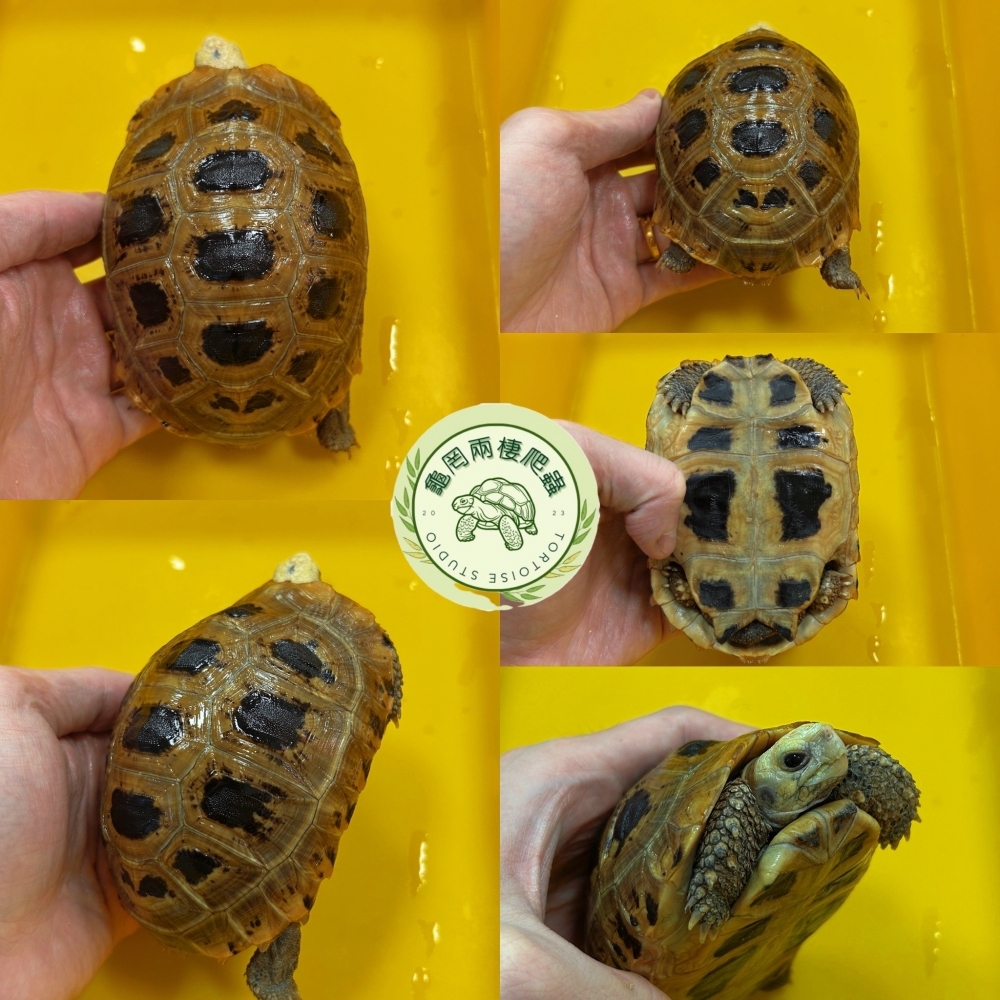 黃頭陸龜