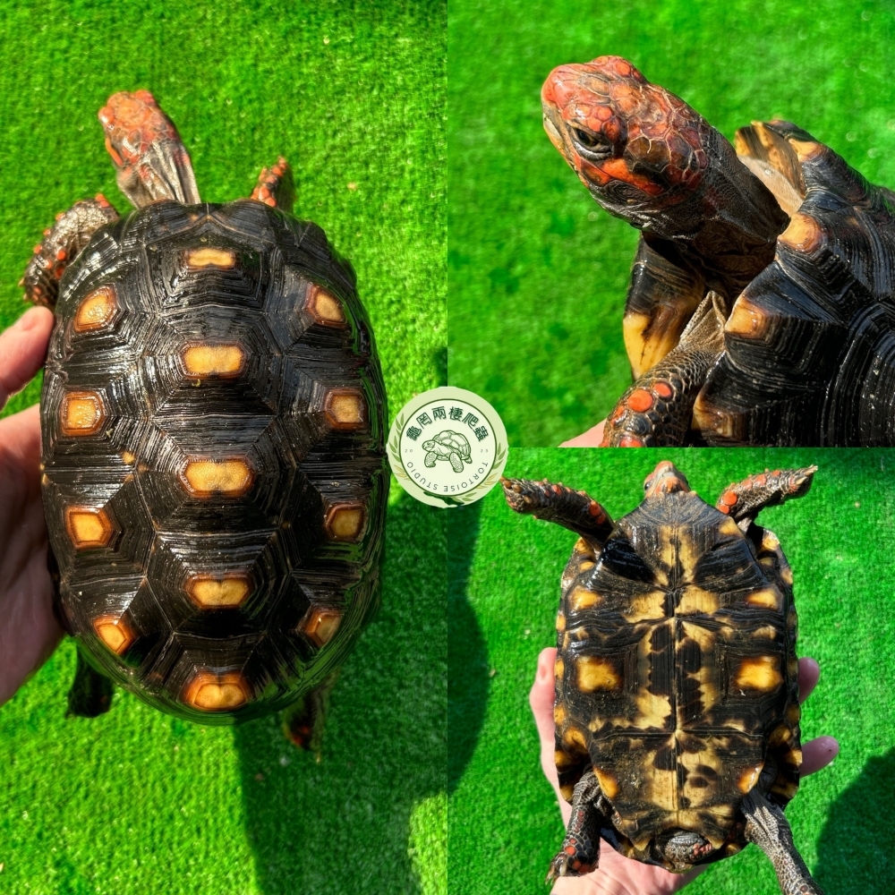 櫻桃紅腿象龜
