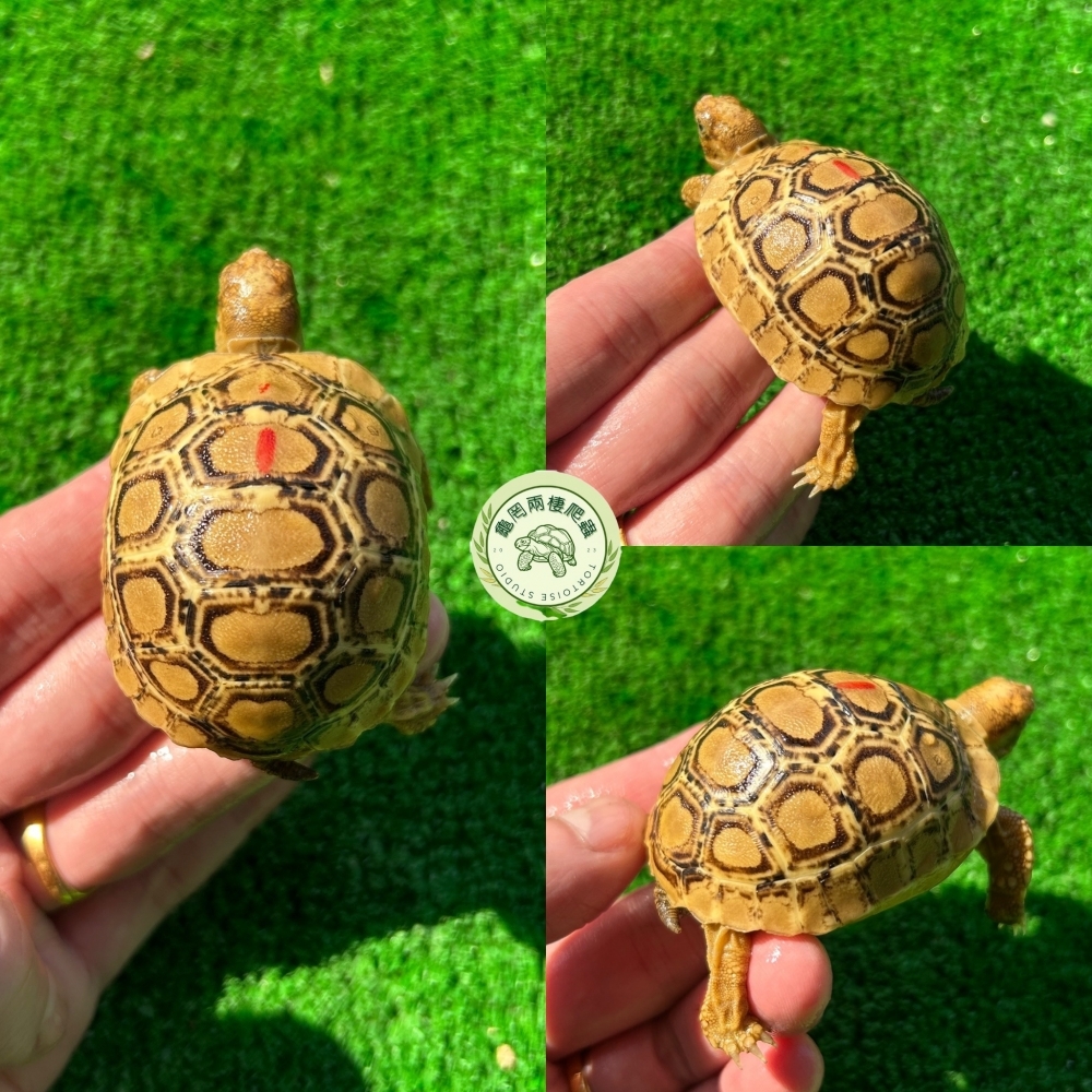 精美小豹