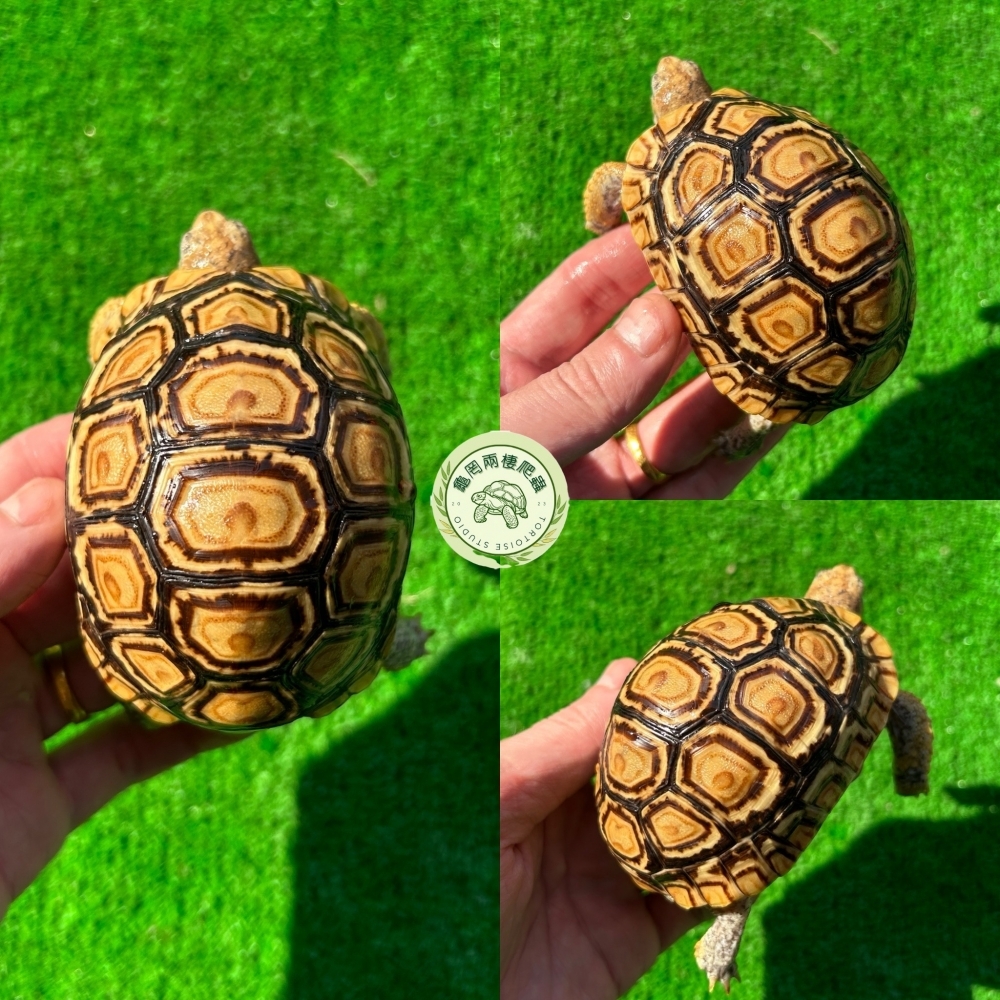 精美小豹