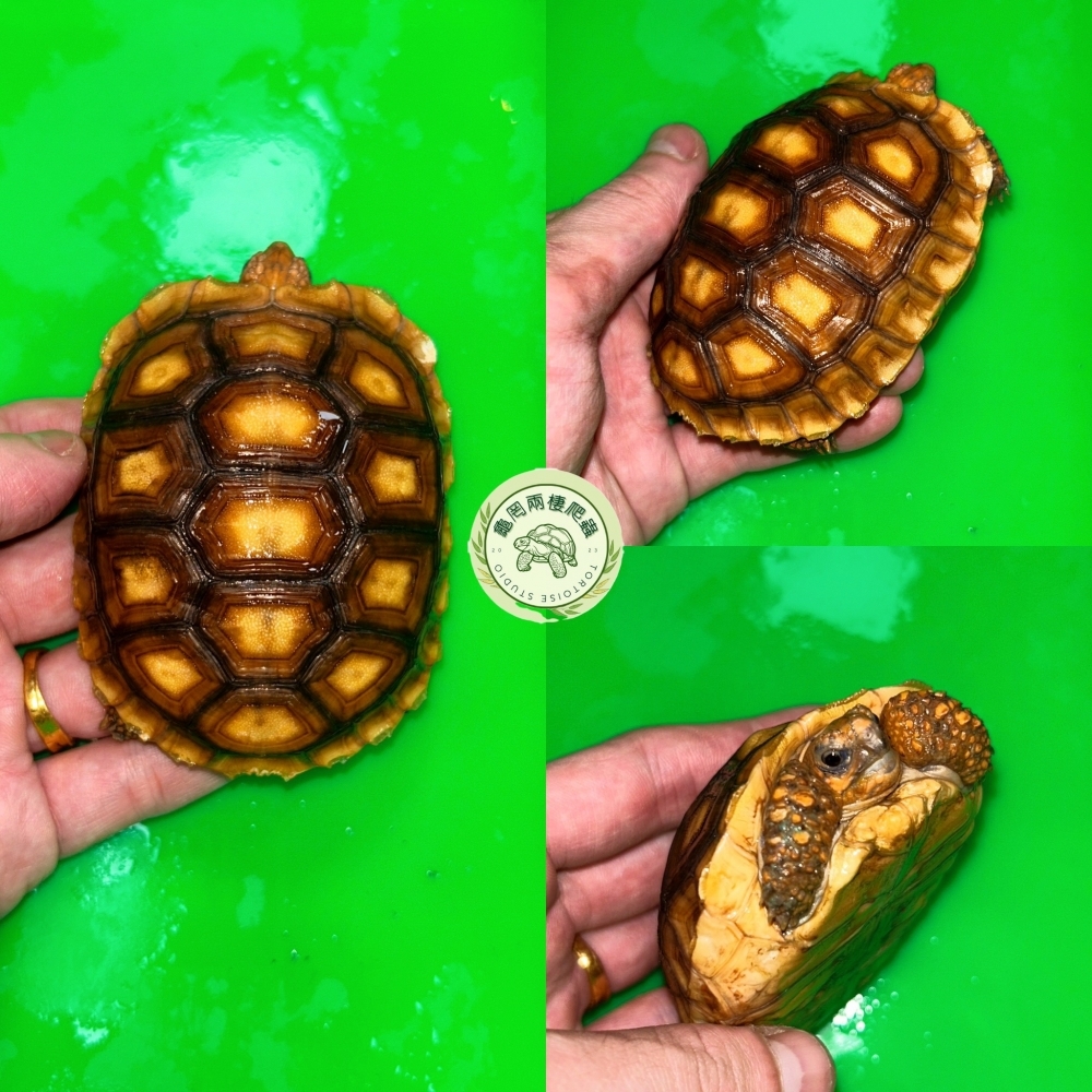 腿蘇