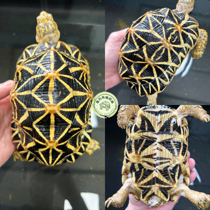 星龜預備繁殖組