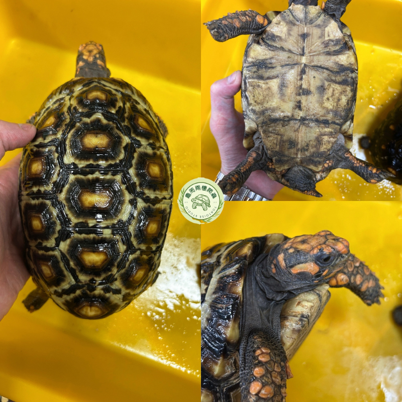 櫻桃預備繁殖組