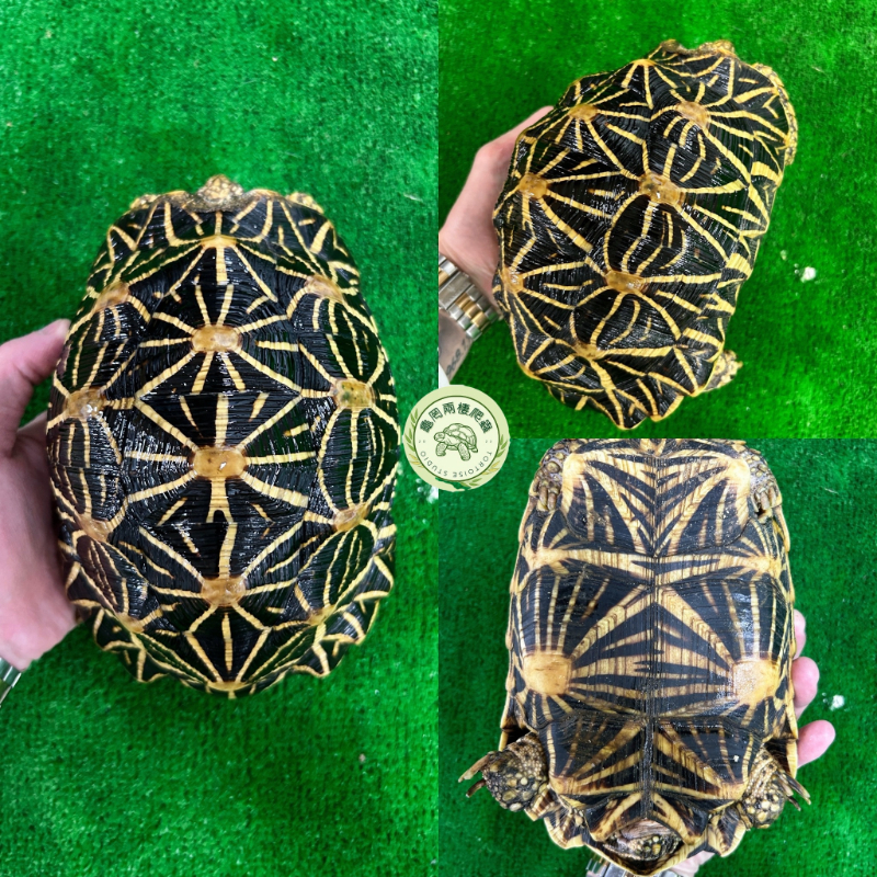 星龜繁殖組