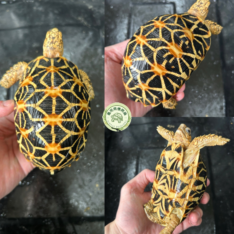 星龜預備繁殖組