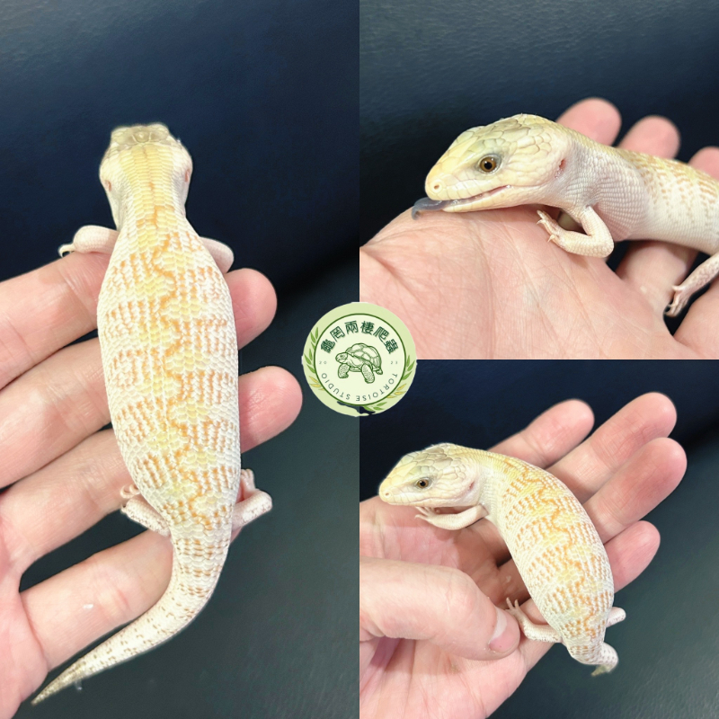 白北藍舌蜥