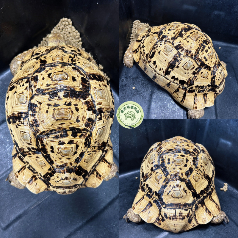 豹紋陸龜