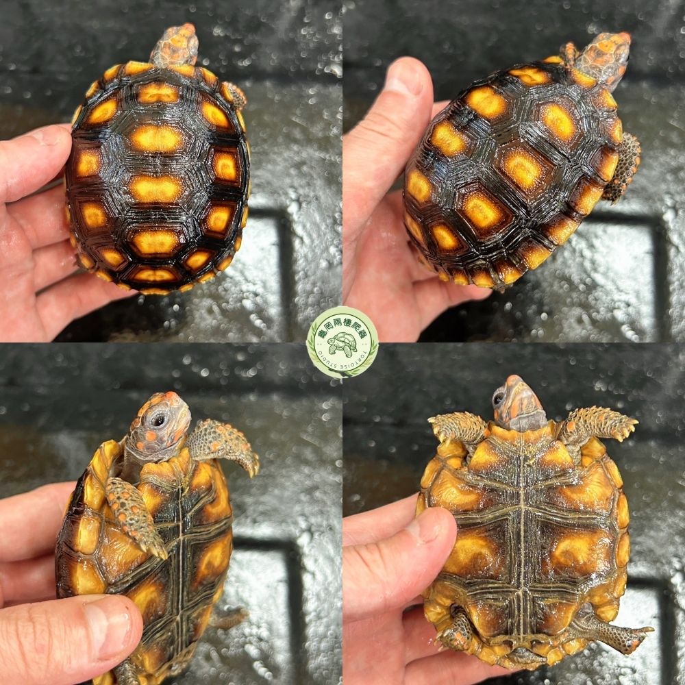 櫻桃紅腿