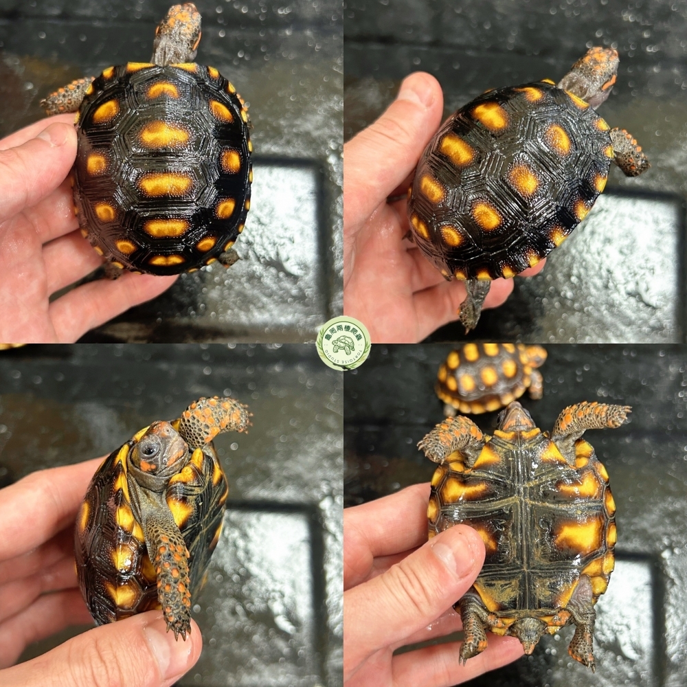 櫻桃紅腿