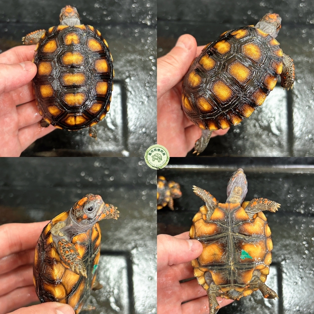 櫻桃紅腿