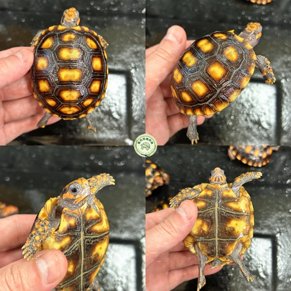 櫻桃紅腿