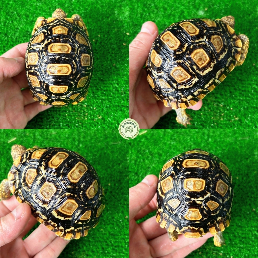 豹紋陸龜