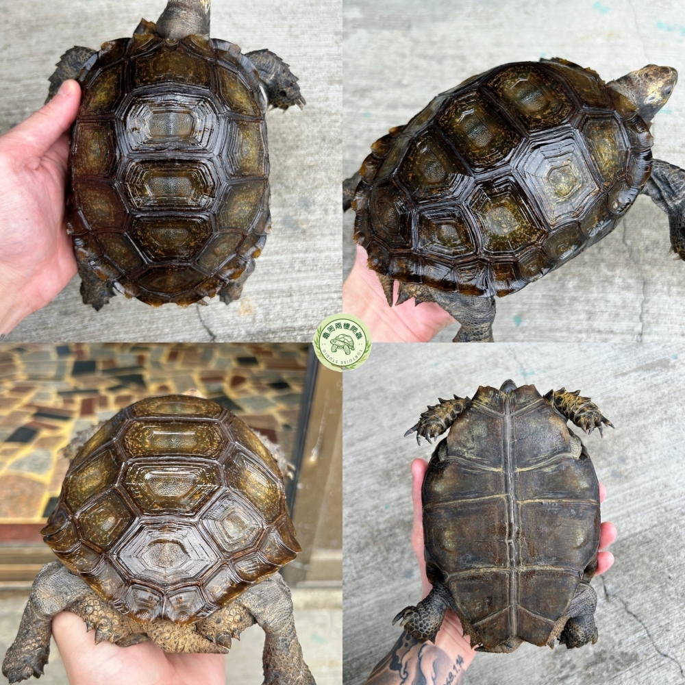 黑靴 玄武