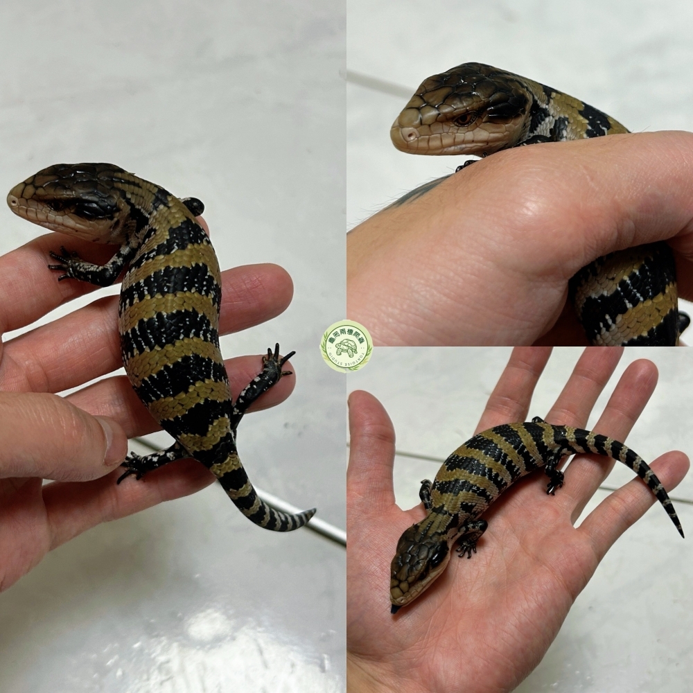 印尼藍舌蜥