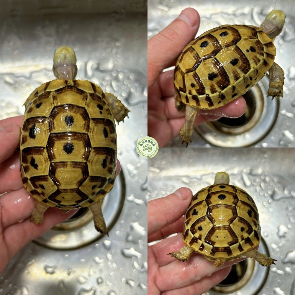 歐洲陸龜