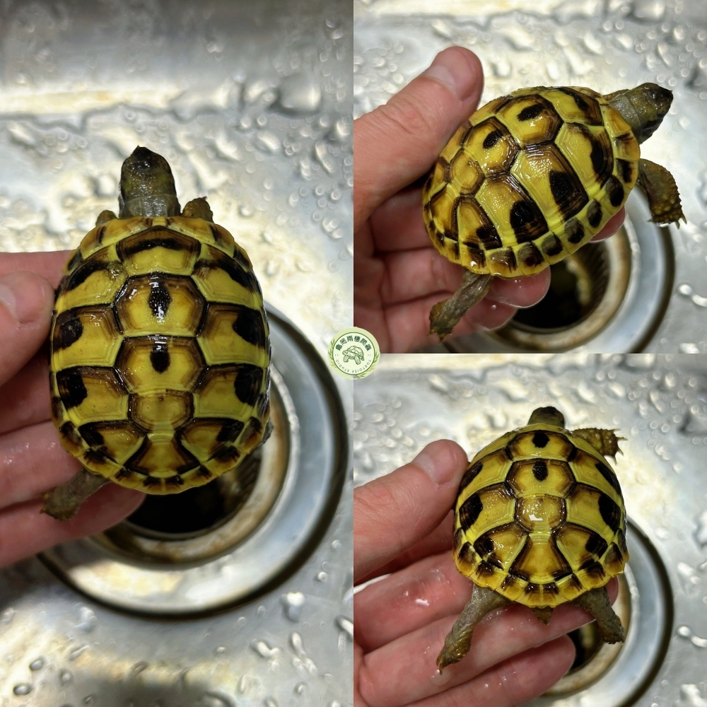 赫曼陸龜