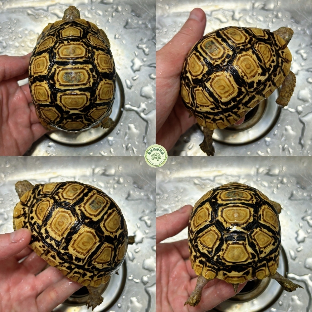 豹紋陸龜