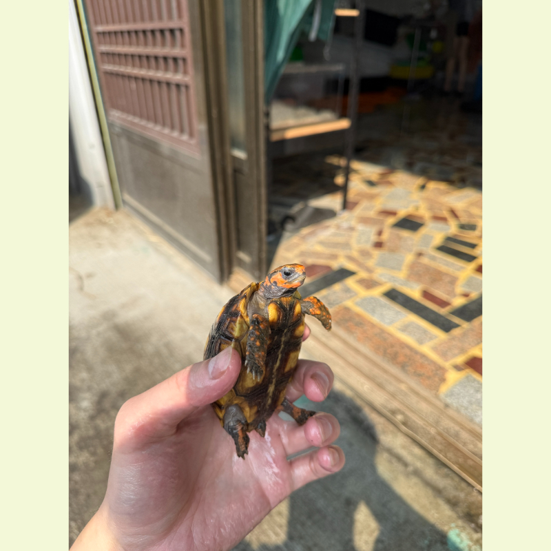 櫻桃紅腿象龜