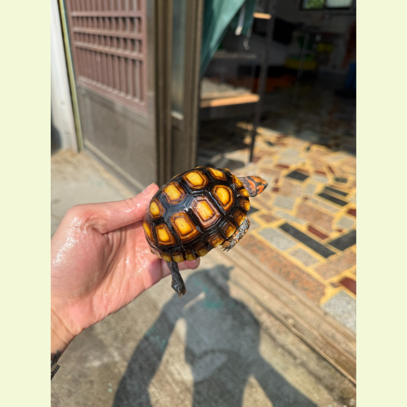 櫻桃紅腿象龜