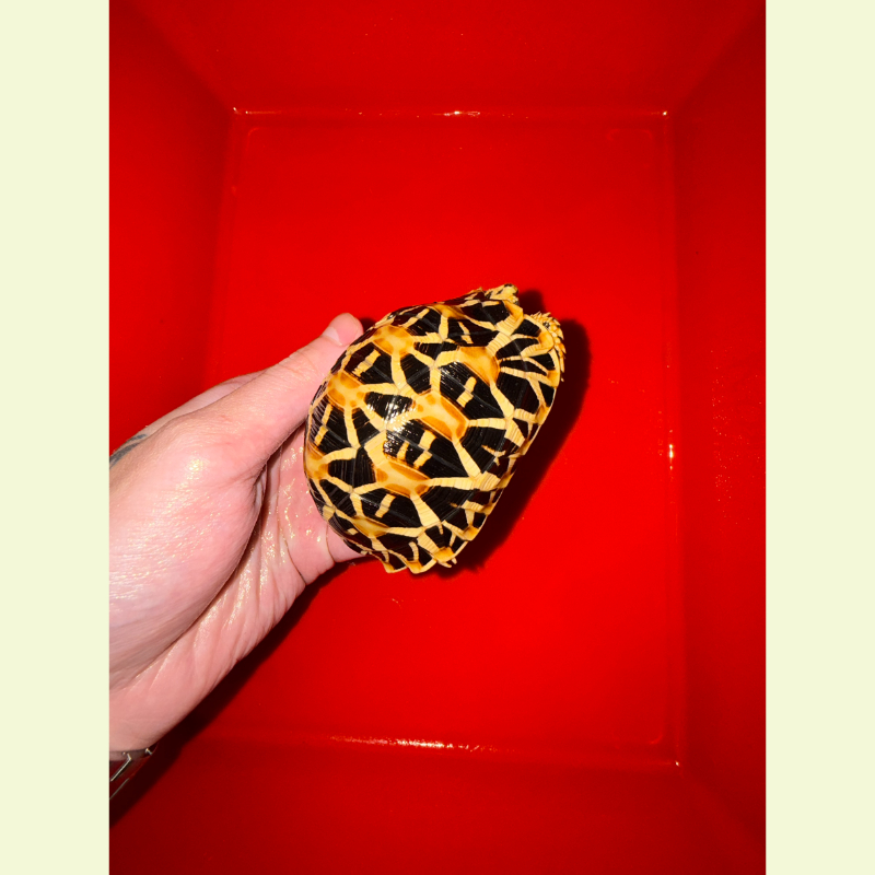 斯里蘭卡星龜 /公