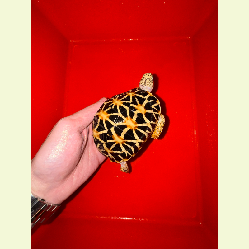 斯里蘭卡星龜 /母