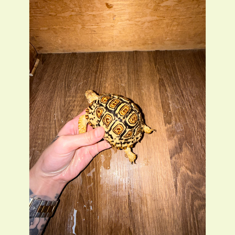 豹紋陸龜（西非）