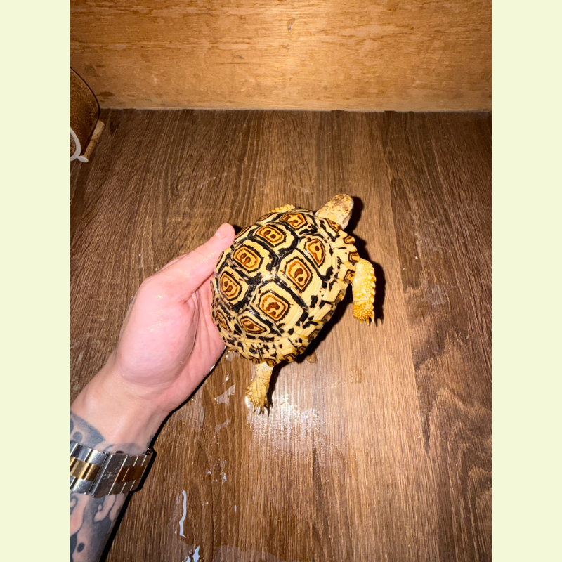 豹紋陸龜（西非）