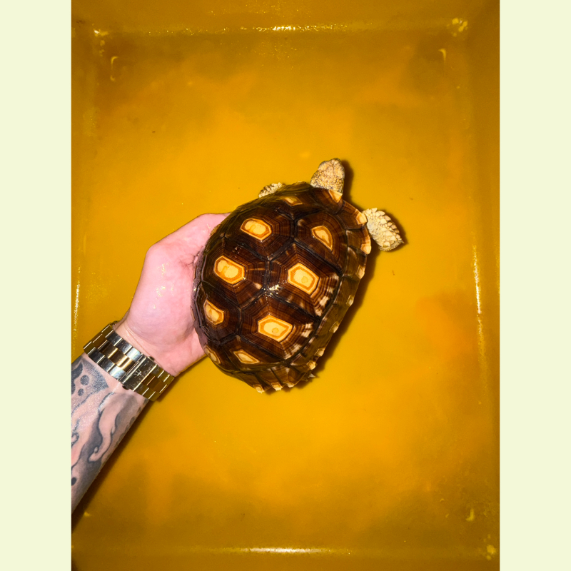 蘇豹陸龜（豹龜混血蘇卡達）