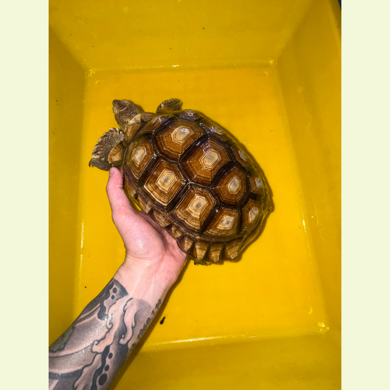 蘇卡達象龜 高機率母